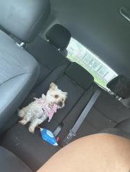 Found/Stray Female Dog last seen Gas station, Dayton, OH 45417