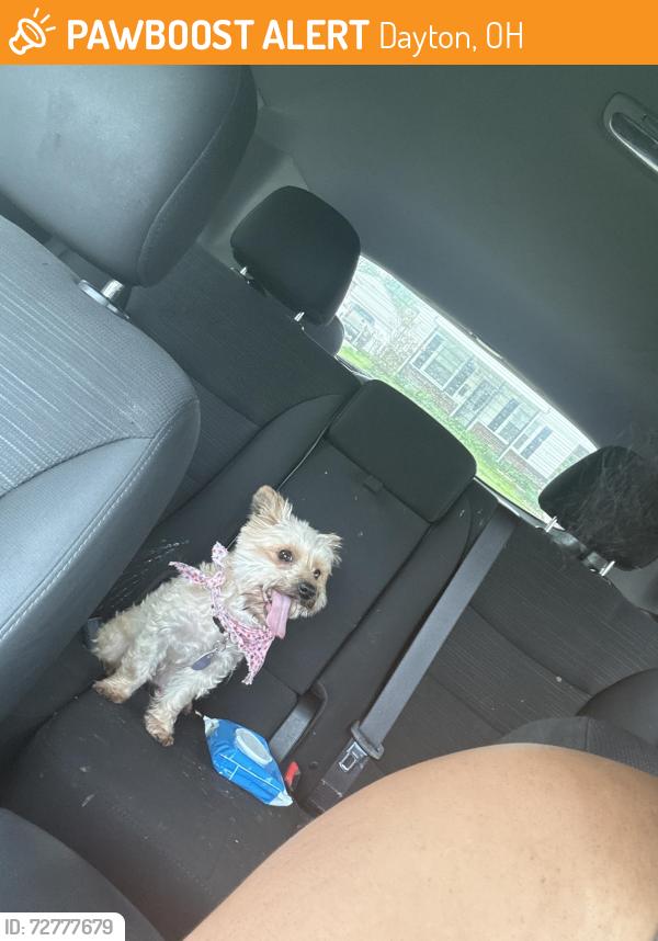 Found/Stray Female Dog last seen Gas station, Dayton, OH 45417