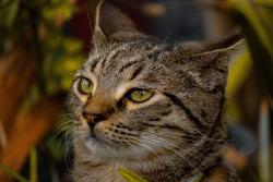 Lost Male Cat last seen Aurora road Melbourne , Melbourne, FL 32935