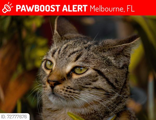 Lost Male Cat last seen Aurora road Melbourne , Melbourne, FL 32935