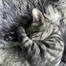 Lost Male Cat last seen Wagonwheel crescent, Langley Township, BC V2Z 2R1