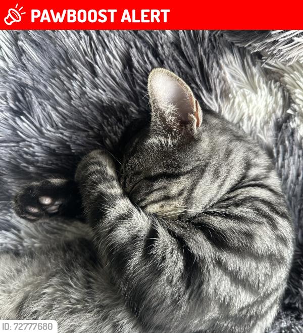 Lost Male Cat last seen Wagonwheel crescent, Langley Township, BC V2Z 2R1