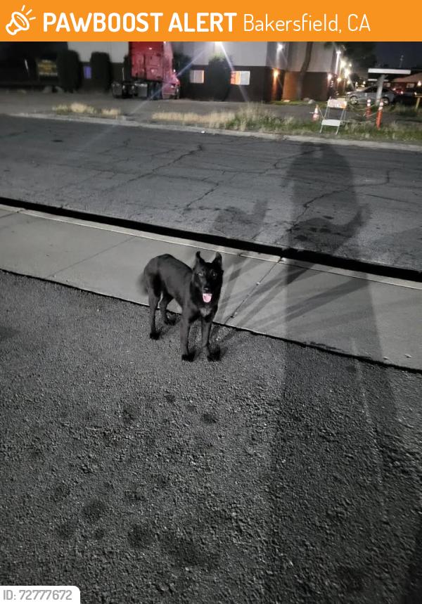 Found/Stray Female Dog last seen South H, Planz Rd near Walgreens, Bakersfield, CA 93304