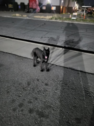 Found/Stray Female Dog last seen South H, Planz Rd near Walgreens, Bakersfield, CA 93304