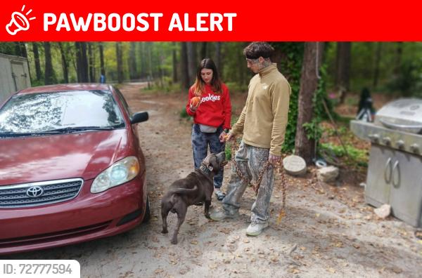Lost Male Dog last seen Nursery rd, Lillington nc,harnett county , Lillington, NC 27546