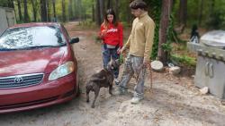 Lost Male Dog last seen Nursery rd, Lillington nc,harnett county , Lillington, NC 27546