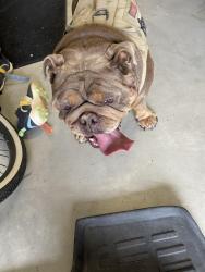 Found/Stray Female Dog last seen Windermere and Panama , Bakersfield, CA 93311