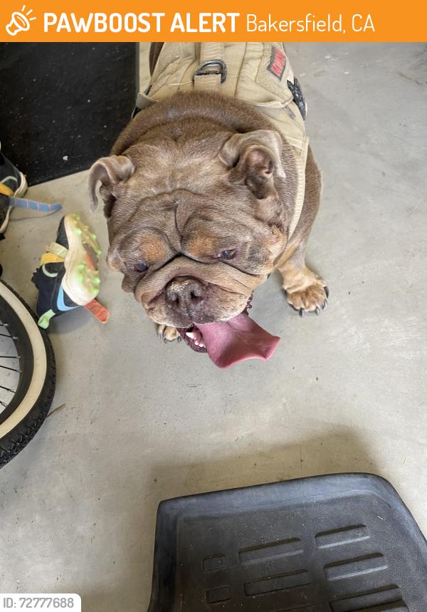 Found/Stray Female Dog last seen Windermere and Panama , Bakersfield, CA 93311