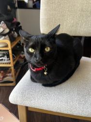 Lost Male Cat last seen Melrose Ave and N Dupage Ave, Elmhurst, IL 60126