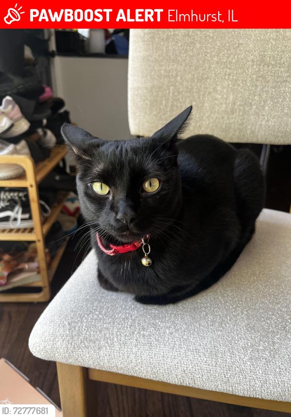 Lost Male Cat last seen Melrose Ave and N Dupage Ave, Elmhurst, IL 60126