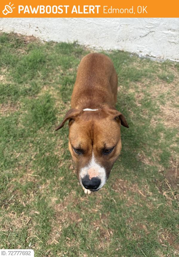 Found/Stray Male Dog last seen Covell and Midwest , Edmond, OK 73034