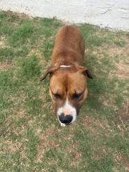 Found/Stray Male Dog last seen Covell and Midwest , Edmond, OK 73034