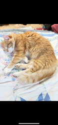 Lost Male Cat last seen Old meridian and county line rd, Greenwood, IN 46143
