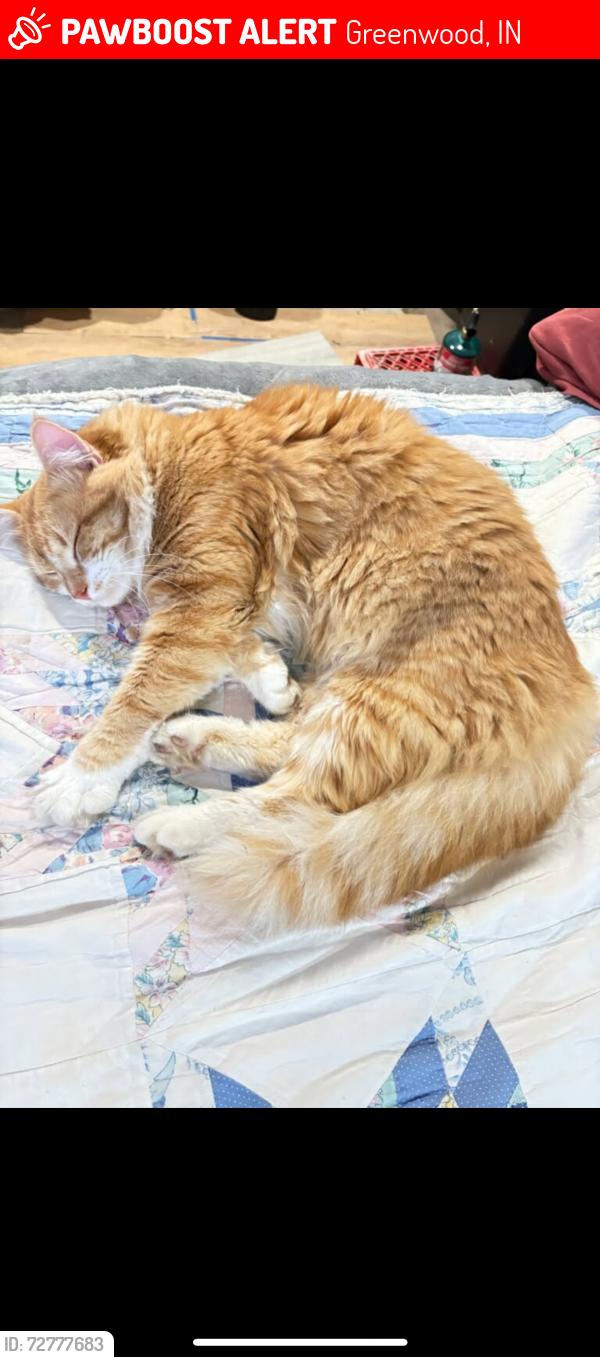 Lost Male Cat last seen Old meridian and county line rd, Greenwood, IN 46143