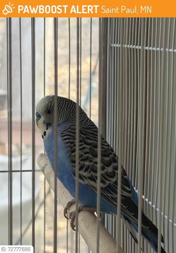 Found/Stray Male Bird last seen Frost Lake Elementary School, Saint Paul, MN 55106
