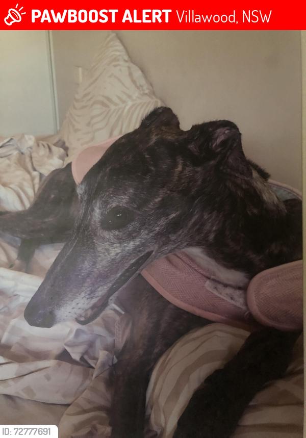 Lost Female Dog last seen Aldi supermarket Villawood, Villawood, NSW 2163