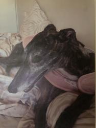 Lost Female Dog last seen Aldi supermarket Villawood, Villawood, NSW 2163