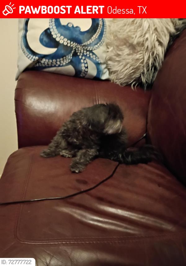 Lost Female Dog last seen Gonzales Elementary School , Odessa, TX 79761