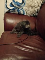 Lost Female Dog last seen Gonzales Elementary School , Odessa, TX 79761