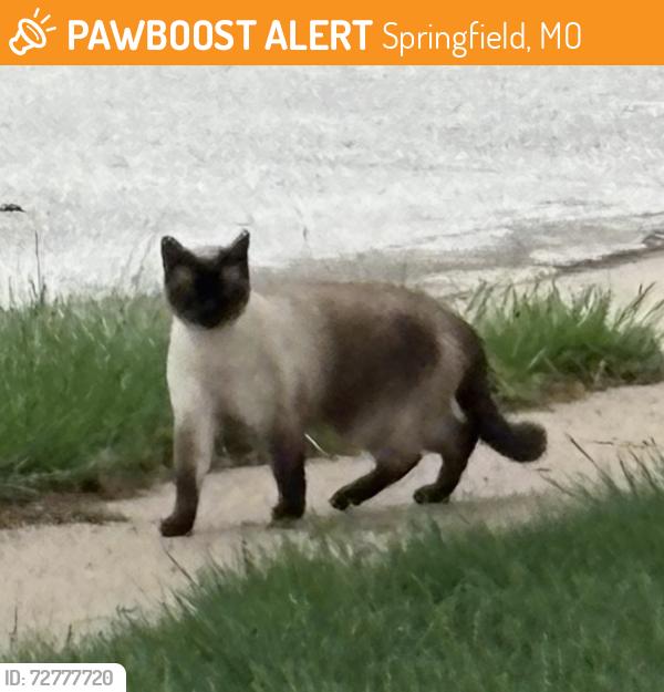 Found/Stray Unknown Cat last seen Battlefield & Jefferson, Springfield, MO 65807