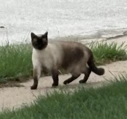 Found/Stray Unknown Cat last seen Battlefield & Jefferson, Springfield, MO 65807