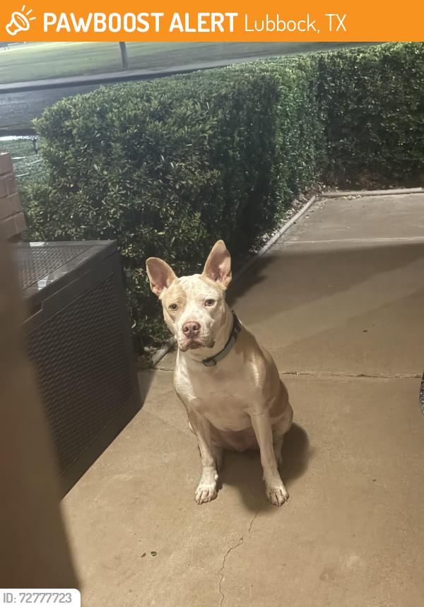Found/Stray Unknown Dog last seen Near Kirby, Lubbock, TX 79416
