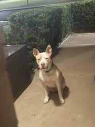 Found/Stray Unknown Dog last seen Near Kirby, Lubbock, TX 79416