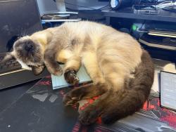 Lost Male Cat last seen 34th st and valley way , Riverside, CA 92509