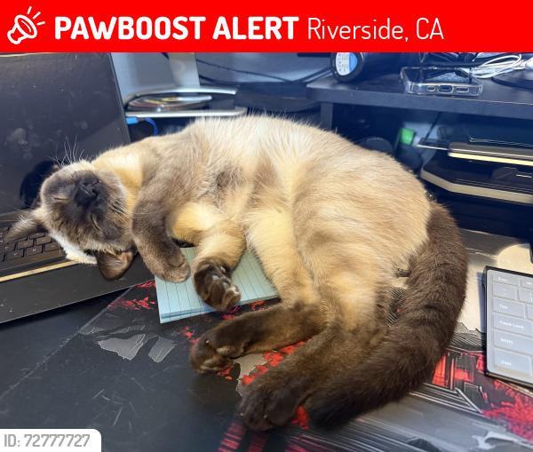 Lost Male Cat last seen 34th st and valley way , Riverside, CA 92509