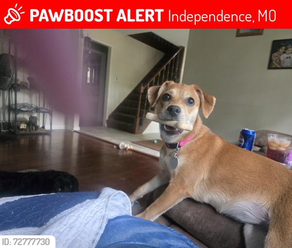 Lost Female Dog last seen Walmart 40 and sterling independence mo, Independence, MO 64055