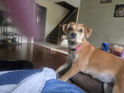 Lost Female Dog last seen Walmart 40 and sterling independence mo, Independence, MO 64055
