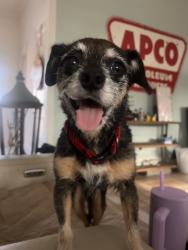 Lost Male Dog last seen Ryan and granada trl, Denton, TX 76205