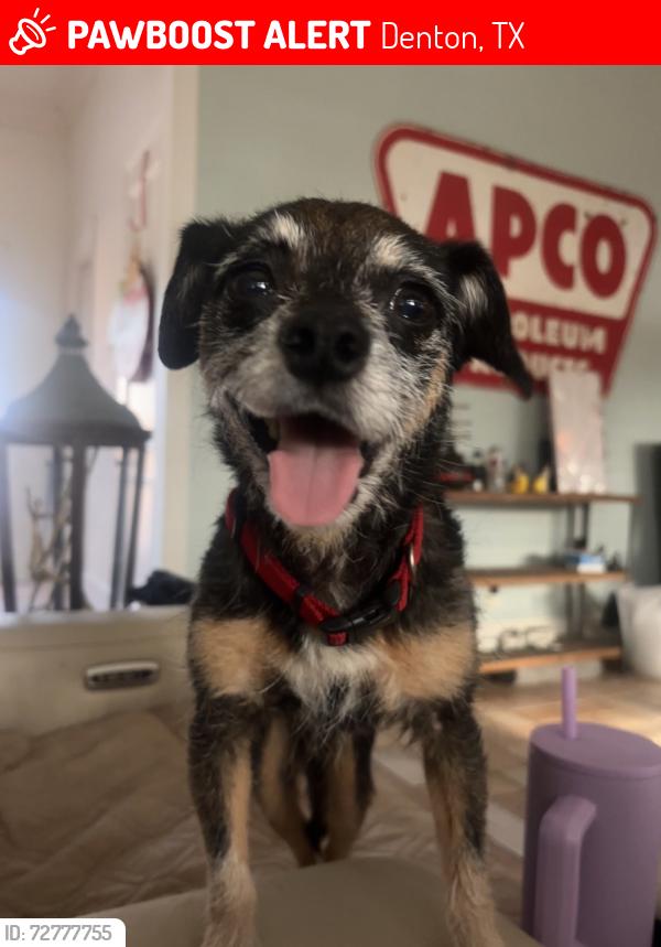 Lost Male Dog last seen Ryan and granada trl, Denton, TX 76205
