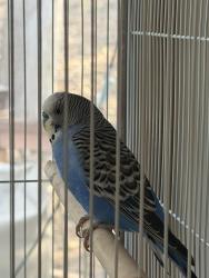 Found/Stray Male Bird last seen Frost Lake Elementary School, Saint Paul, MN 55106