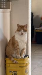 Lost Male Cat last seen Melrose dr , Vista, CA 92083