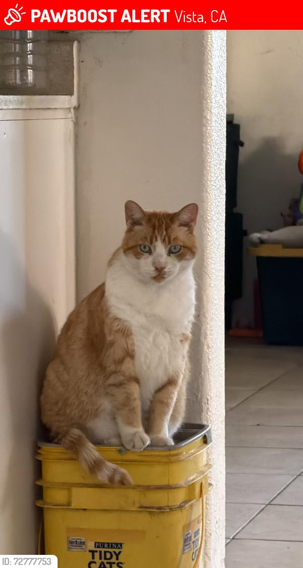 Lost Male Cat last seen Melrose dr , Vista, CA 92083