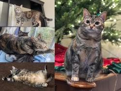 Lost Female Cat last seen Allardt-Tinch Rd and Perry Rd, Jamestown, TN 38556