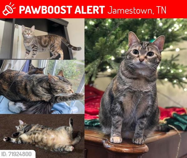 Lost Female Cat last seen Allardt-Tinch Rd and Perry Rd, Jamestown, TN 38556