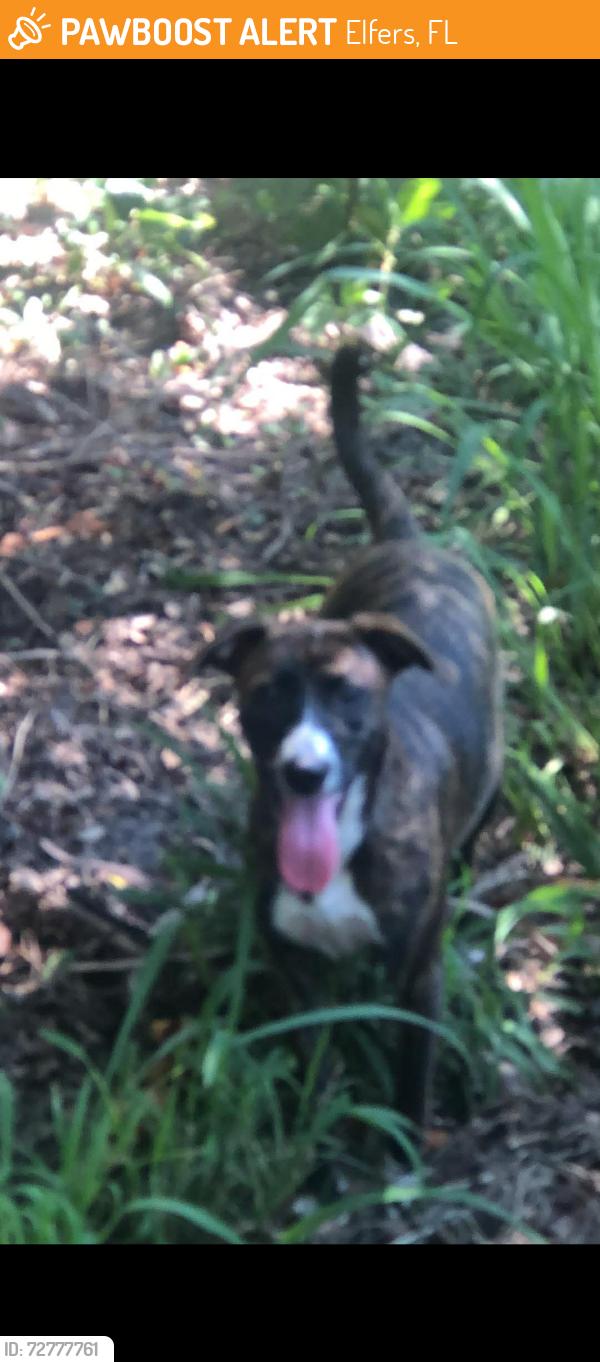 Found/Stray Unknown Dog last seen Elfers , Elfers, FL 34652