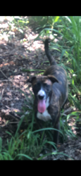 Found/Stray Unknown Dog last seen Elfers , Elfers, FL 34652