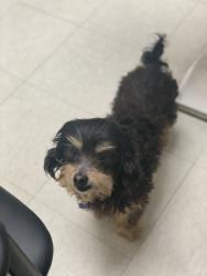 Lost Male Dog last seen Ceralvo & general mcmullen , San Antonio, TX 78226