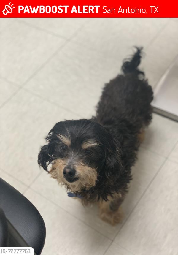Lost Male Dog last seen Ceralvo & general mcmullen , San Antonio, TX 78226