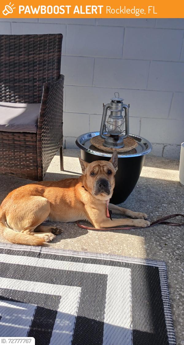 Found/Stray Male Dog last seen Church st, Rockledge, FL 32955