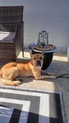 Found/Stray Male Dog last seen Church st, Rockledge, FL 32955