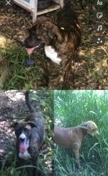 Found/Stray Unknown Dog last seen Elfers Florida , Elfers, FL 34652