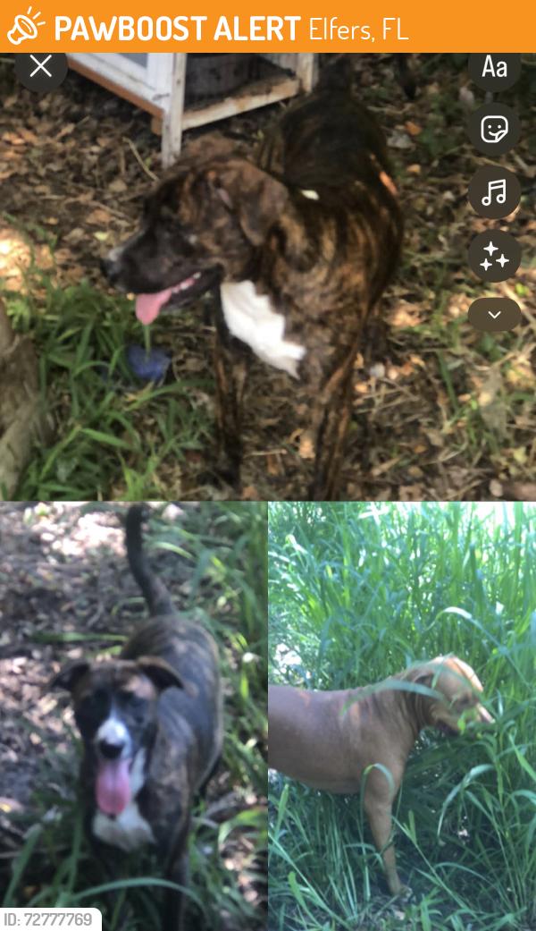 Found/Stray Unknown Dog last seen Elfers Florida , Elfers, FL 34652