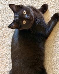 Lost Male Cat last seen Near San Francisco Station, San Francisco, CA 94158