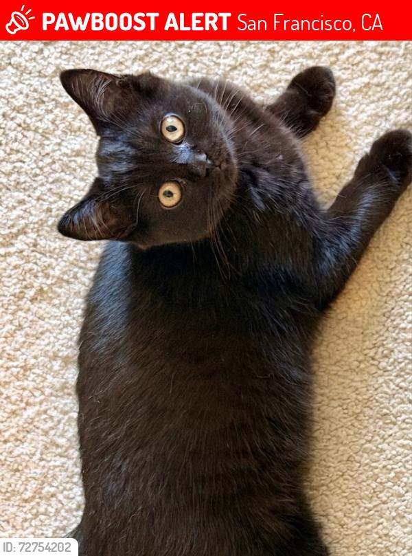 Lost Male Cat last seen Near San Francisco Station, San Francisco, CA 94158