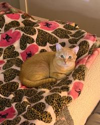 Lost Male Cat last seen Riverside Dr , Howard St, Salisbury, MD 21801