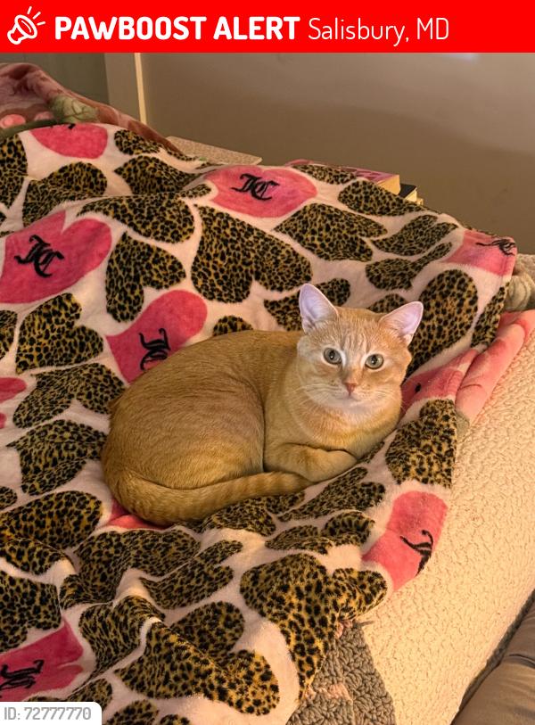 Lost Male Cat last seen Riverside Dr , Howard St, Salisbury, MD 21801
